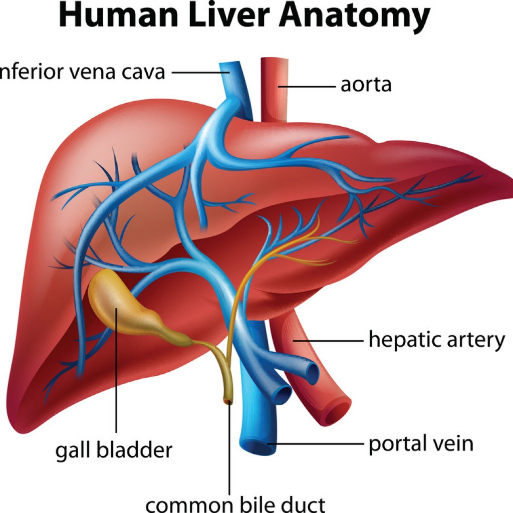 liver-function-tests-toronto-naturopathic-doctor